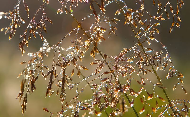 лето утро роса травинки Хрустальные травинкиphoto preview