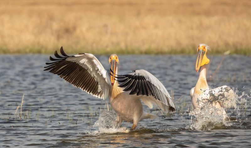 Мягкая посадка.photo preview