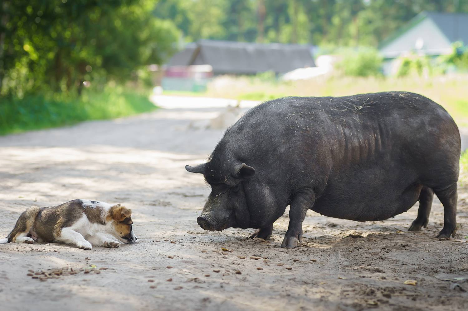 Хрюша и щенок. Автор: Корнеев Алексей , Корнеев Алексей