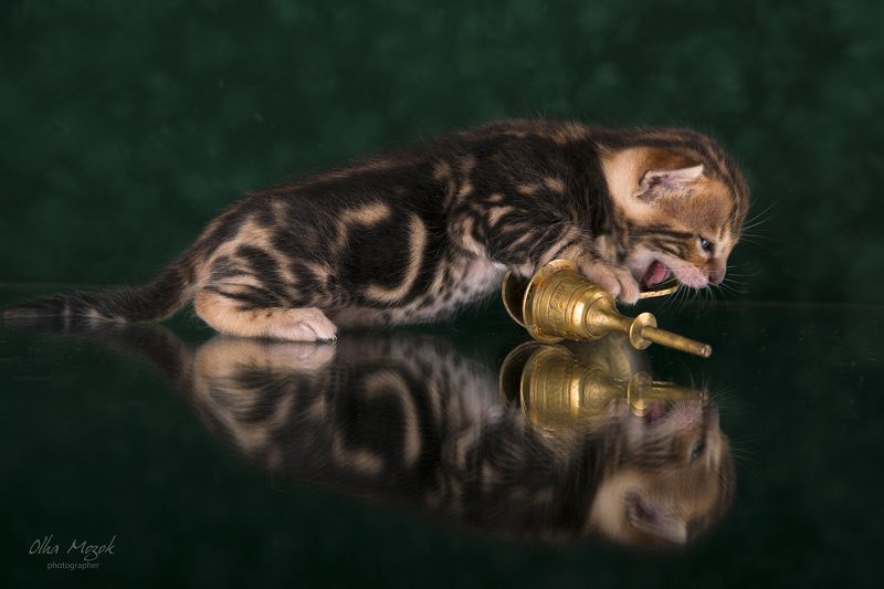 Bengal, Cat, Cats, Pets, Photo, Бенгальские, Кот, Котенок, Котята, Кошак, Кошка, Фото Бенгальские котятаphoto preview