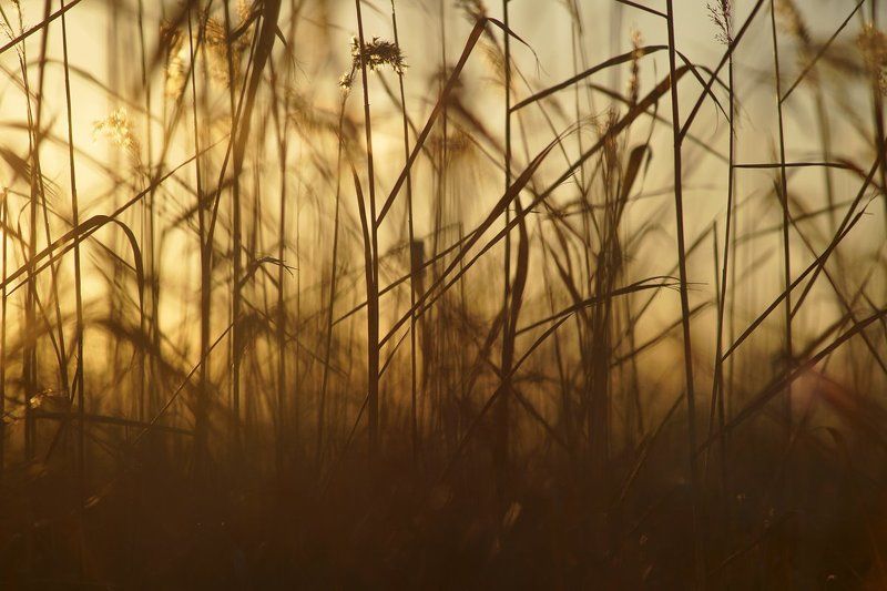 трава, свет, закат, вечер В вечерней травеphoto preview