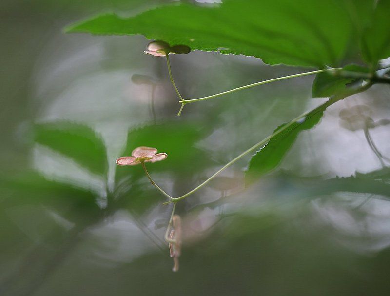 В летнем лесуphoto preview