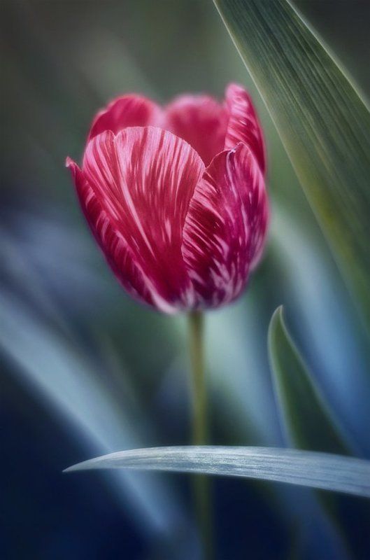 antrisolja,macro,nature, photo preview