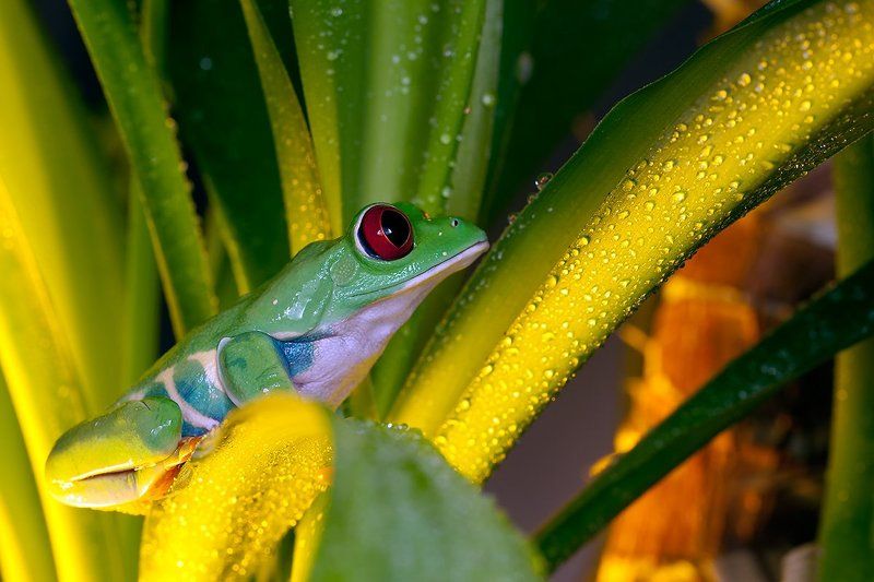 Agalychnis callidryas, Красноглазая древесная лягушка, Красноглазая квакша Красноглазая квакшаphoto preview