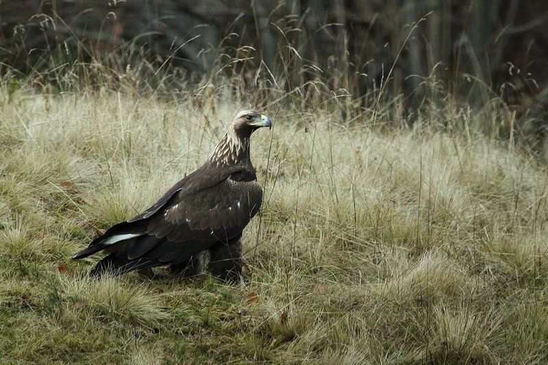 Aquila chrysaetosphoto preview