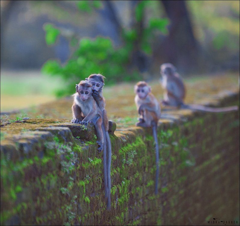 Мартышки, Обезьяны, Шри ланка Где-то на Шри Ланкеphoto preview