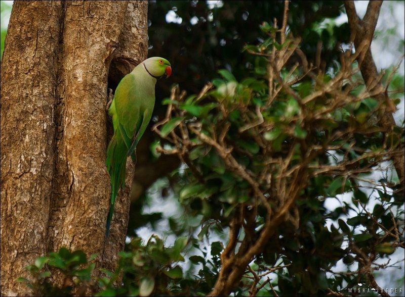 Попугай, Шри ланка Почти орел, только зеленыйphoto preview