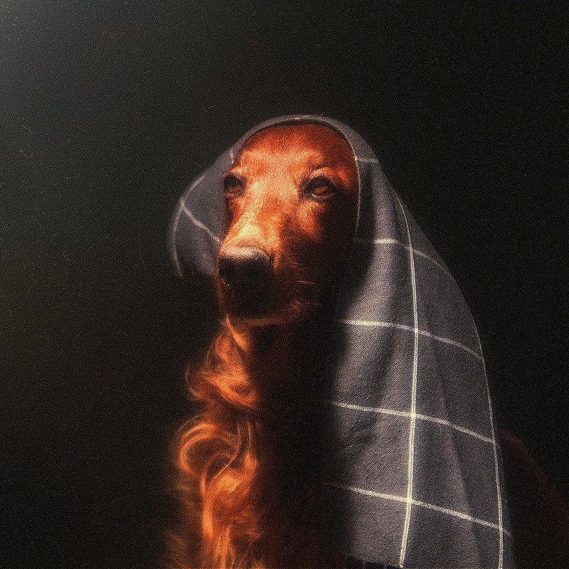 собака, сеттер, арт, свет, портрет, взгляд,  Без словphoto preview