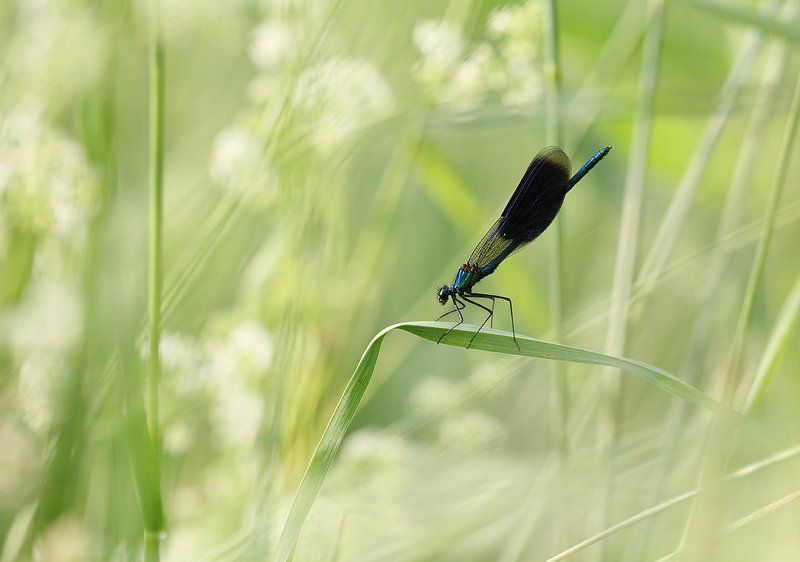 Летнееphoto preview