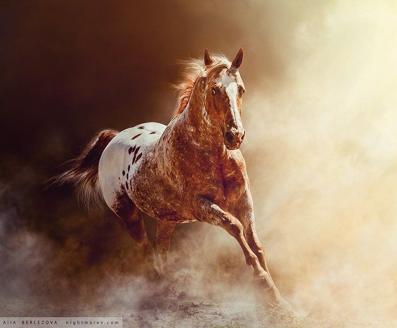 Appaloosa dust fog horse mist ап UT Spurs For Olenaphoto preview