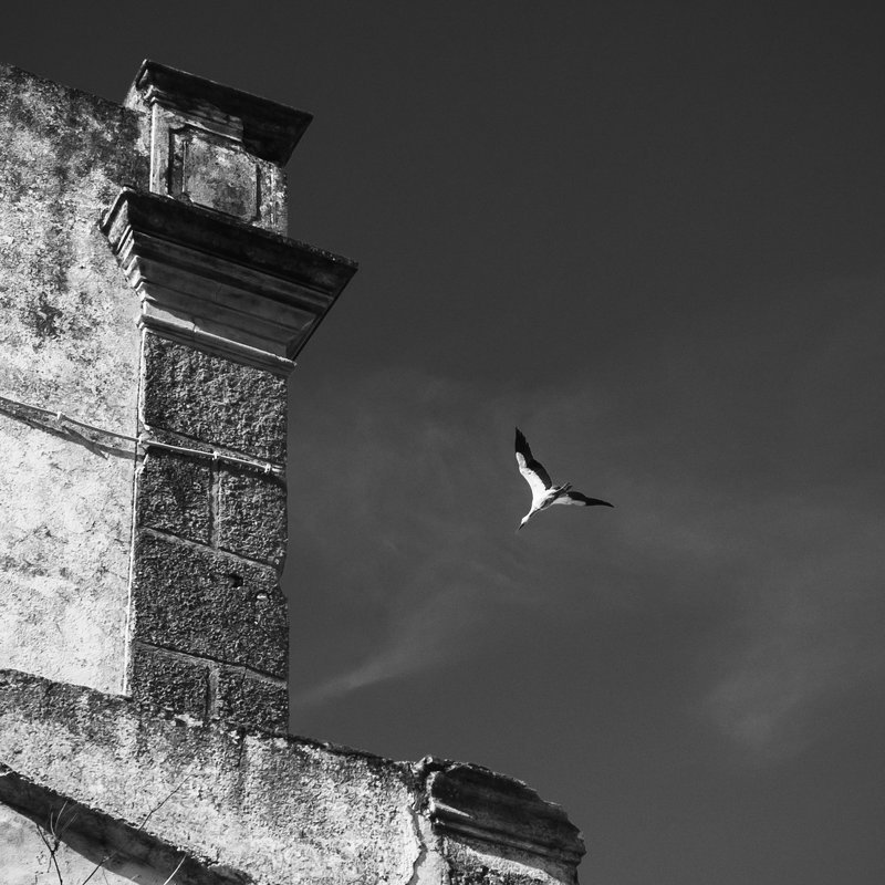 абстракция, ассоциации, монохром, геометрия, путешествия, минимализм Два аистаphoto preview