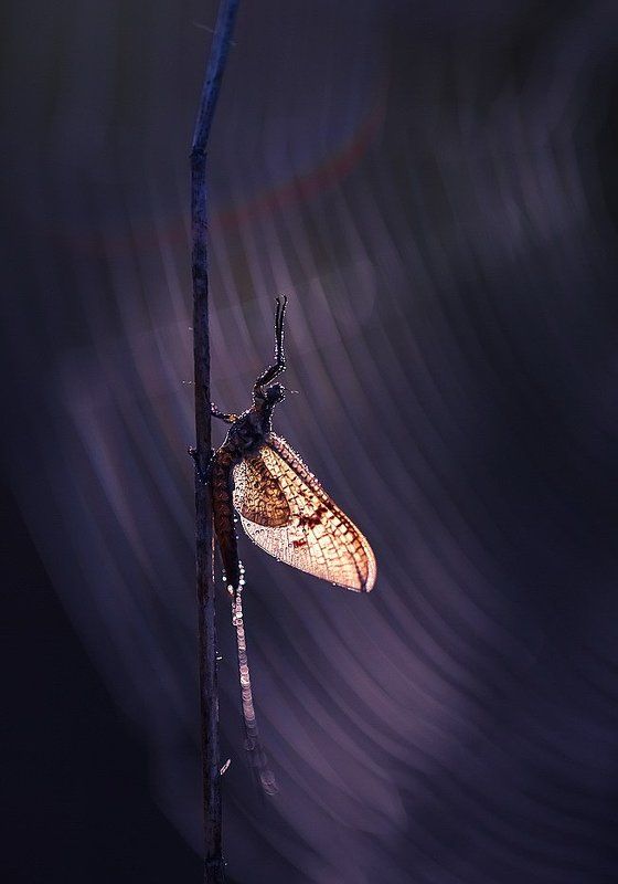 Музыкантphoto preview