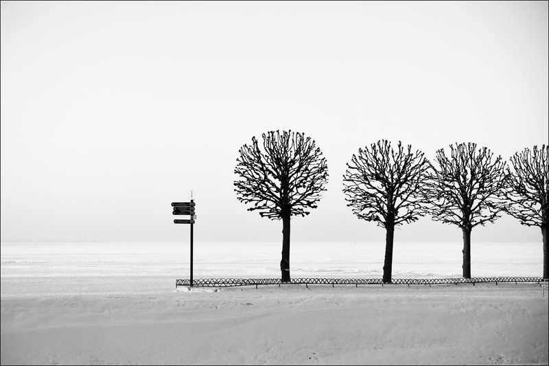 Графика, Деревья, Зима, Петергоф, Чёрно-белое В едином строюphoto preview