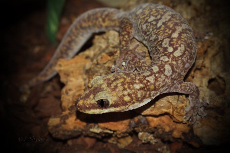 geckos, lizards, oedura monilis, reptilia, геккон, геккон бархатный, рептилия, ящерица Живущие в ночи 8photo preview