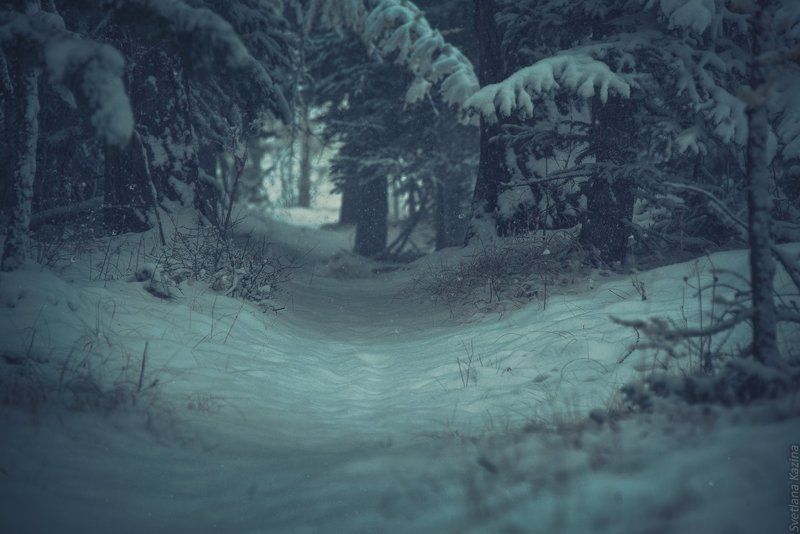 лес, пейзаж, тропа, тропинка, дорога, road, landscape Тропа...photo preview