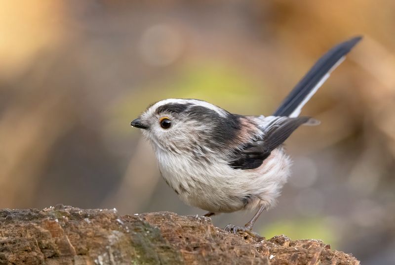 long tiled tit, tit, birds, nature, wildlife, canon Long Tiled Titphoto preview