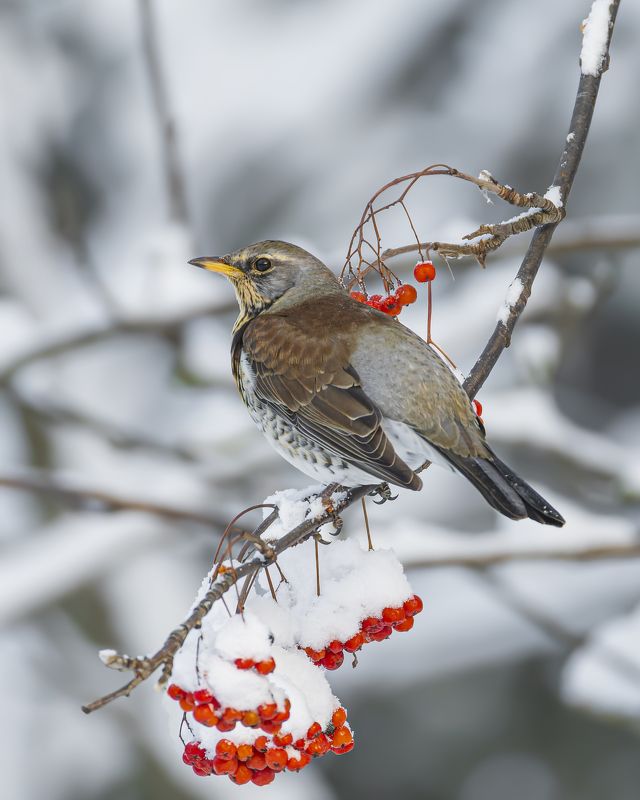 дрозд, рябинник, птицы, рябина, зима Рябина и рябинникphoto preview