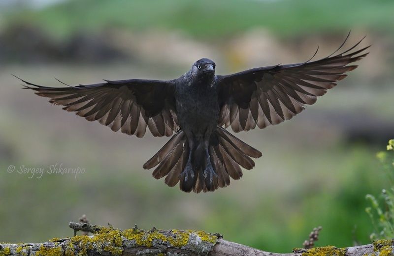 Сорока - конечно галка)photo preview