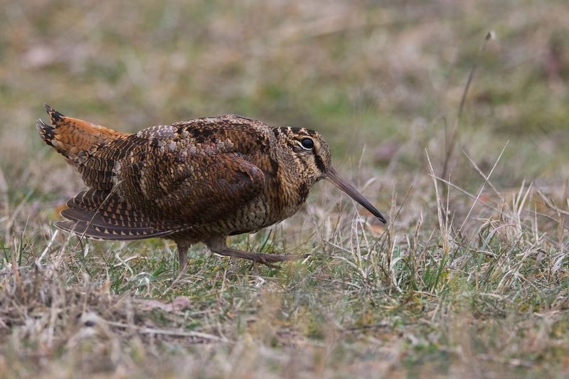 Вальдшнепphoto preview