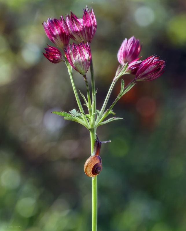 улитка photo preview