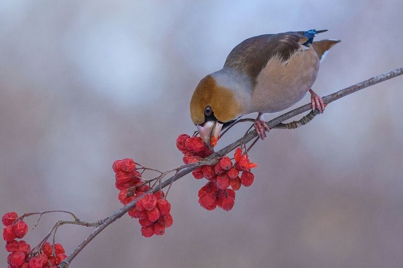 дубонос,самец,обед,рябина,зима Обед дубоносаphoto preview
