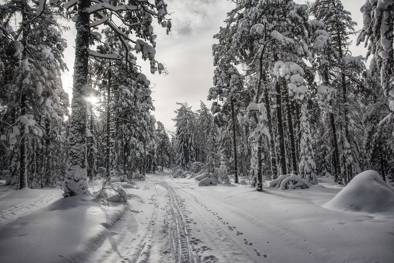 Замороженный лесphoto preview