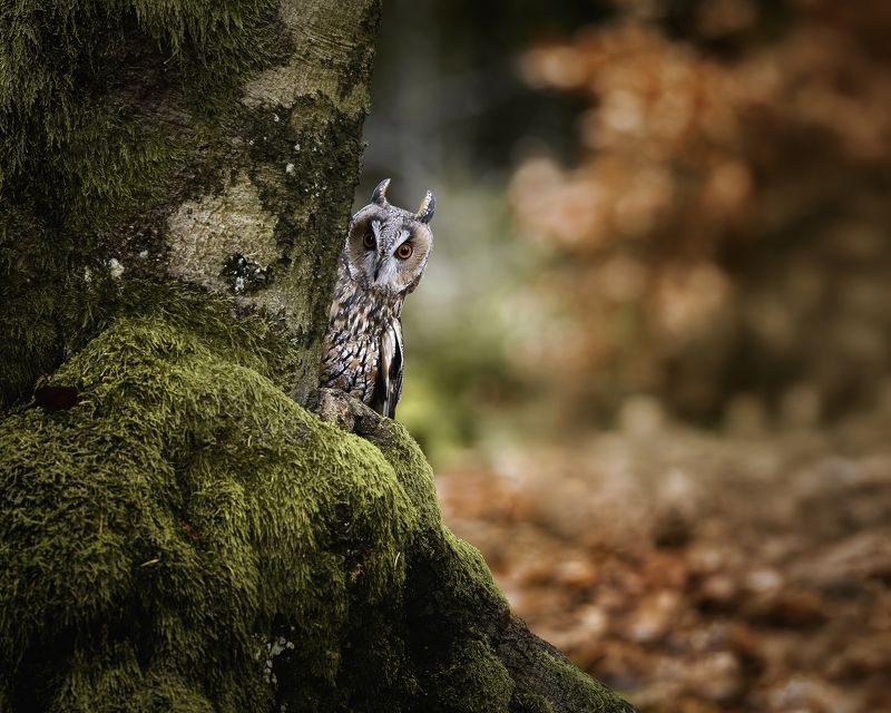 #LongEaredOwl #WildlifePhotography #NatureLovers #ForestLife #OwlWatching #MajesticBirds #MossyTrees #StealthInNature #WoodlandBeauty Hide and seekphoto preview