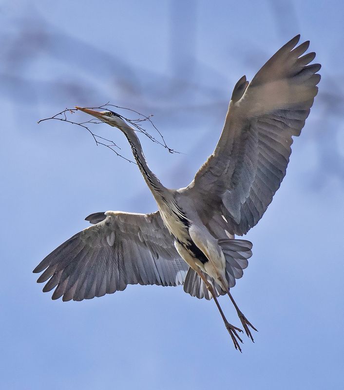 цапля птица Серая цапля и ветка надеждыphoto preview