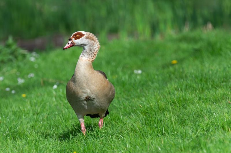 нильский гусь, египетский гусь, nature; wild; wildlife; animal; animal portrait; bird; goose; geese; waterbird; egyptian goose; nile goose; alopochen aegyptiaca Стражphoto preview