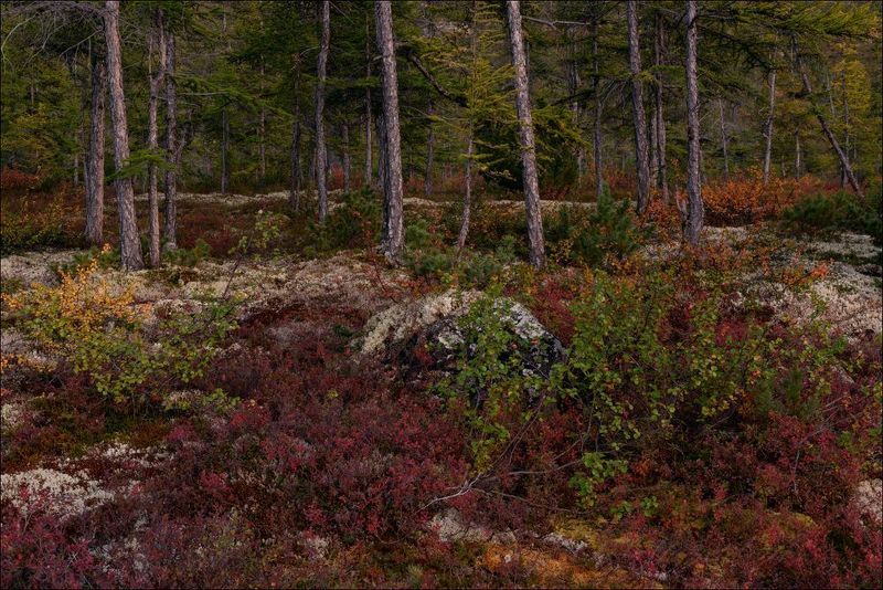 Состояния природы на Джекеphoto preview