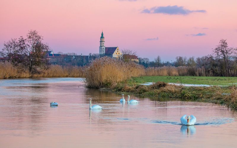germany, winter, see, lake, deutschland, birds, sunset, nature, swan photo preview