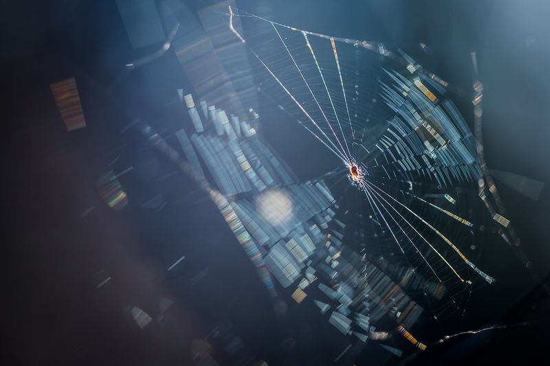 Январский паучокphoto preview