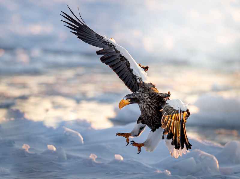 eagle, winter, dawn Eagle of Dawnphoto preview