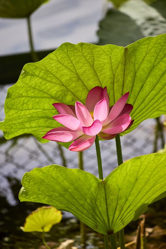 Лотосphoto preview