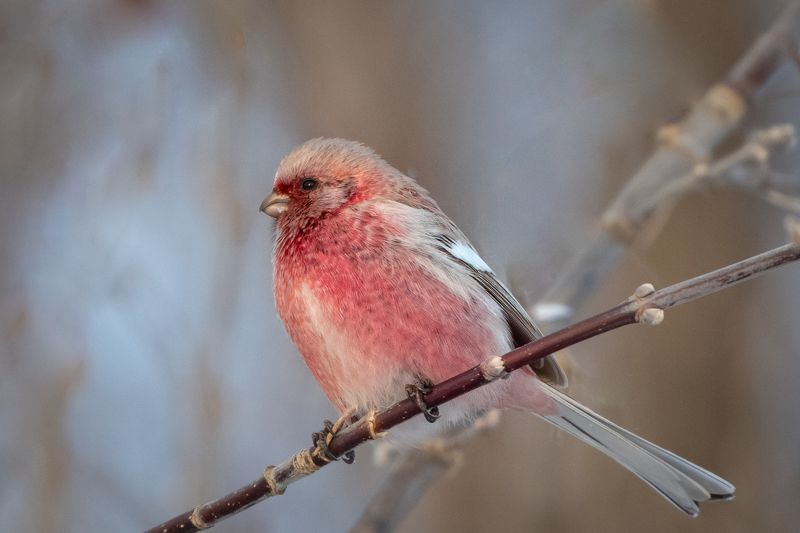 урагус, птицы, яркий, снегирь Урагусphoto preview