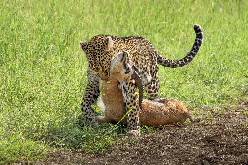 Леопард с добычейphoto preview