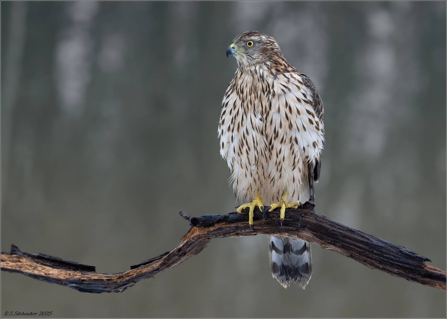 Самка ястреба-тетеревятника. Автор: Сергей Сильченков , Сергей Сильченков
