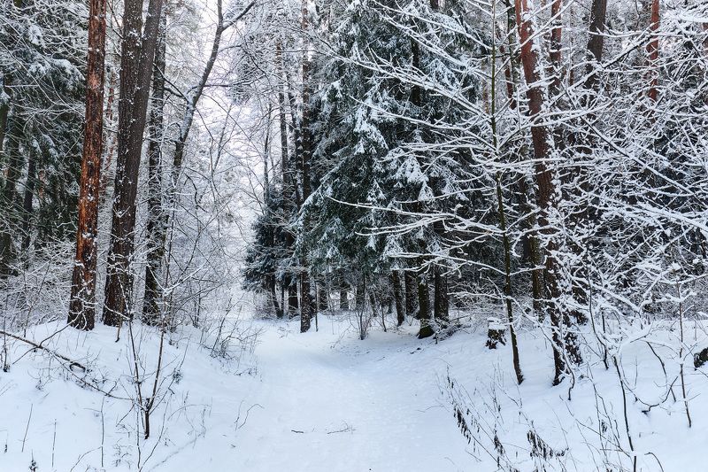 зима, лес, снег В зимнем лесу фото превью