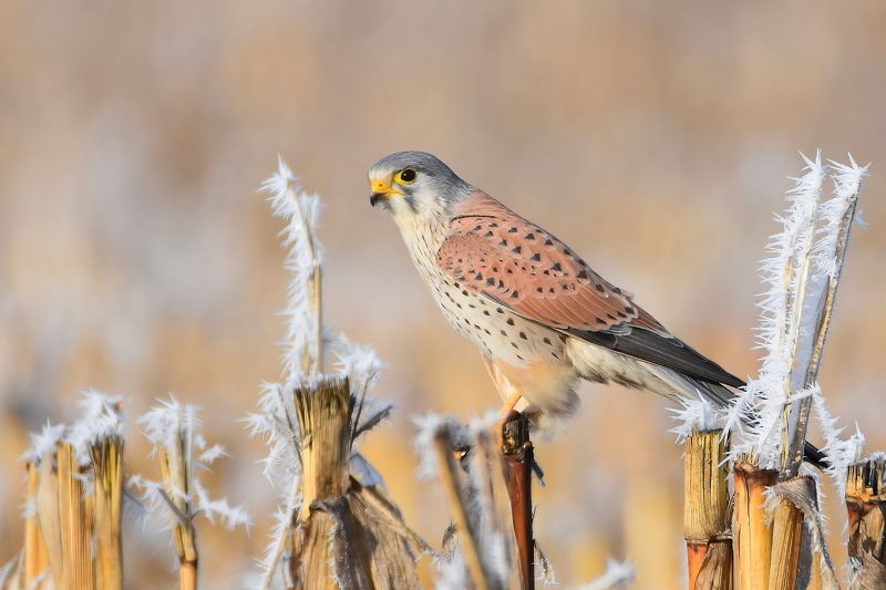 Пустельга обыкновеннаяphoto preview