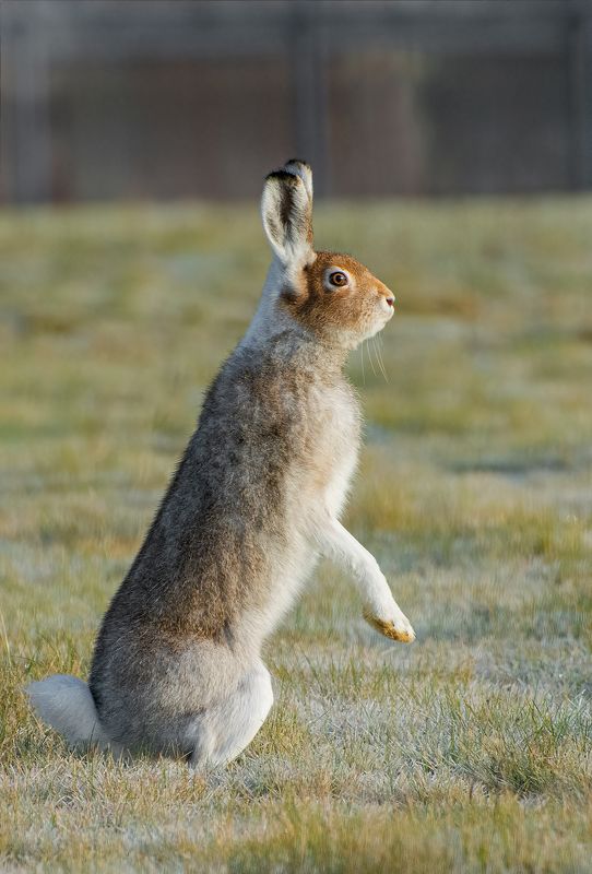 Ноябрьский зайка :)photo preview