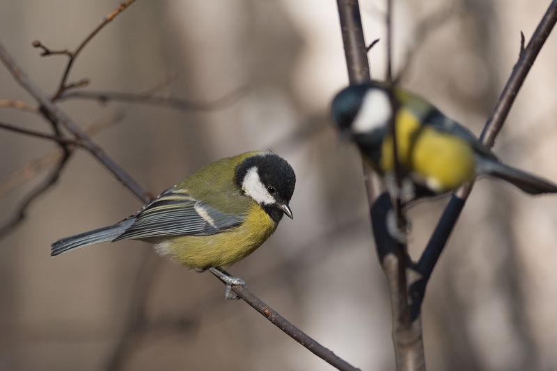 синица, синицы, птица, птицы, лес, бор, осень, новосибирск Параphoto preview