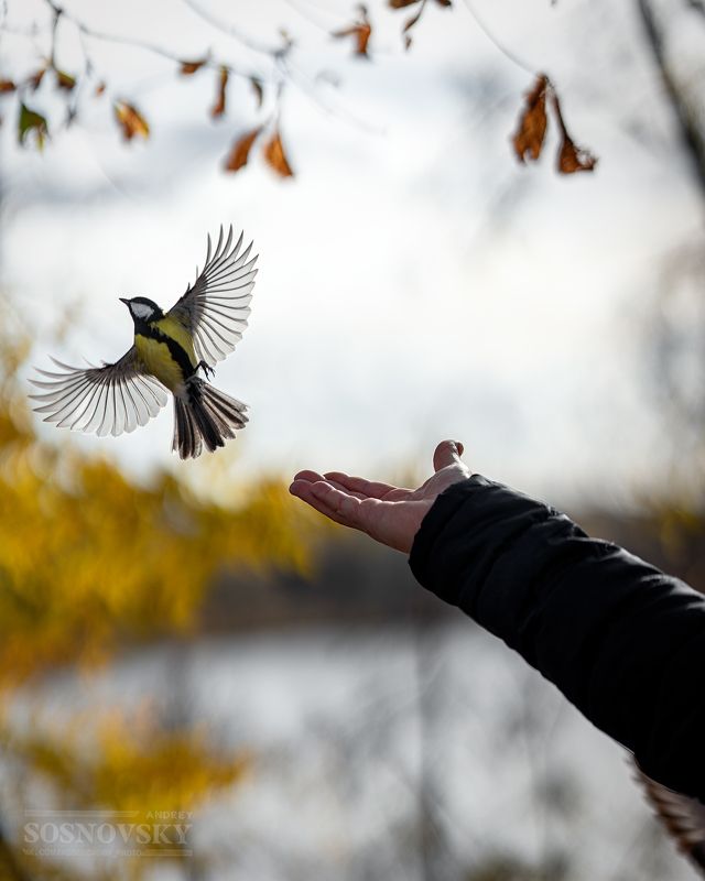 Свободный полетphoto preview