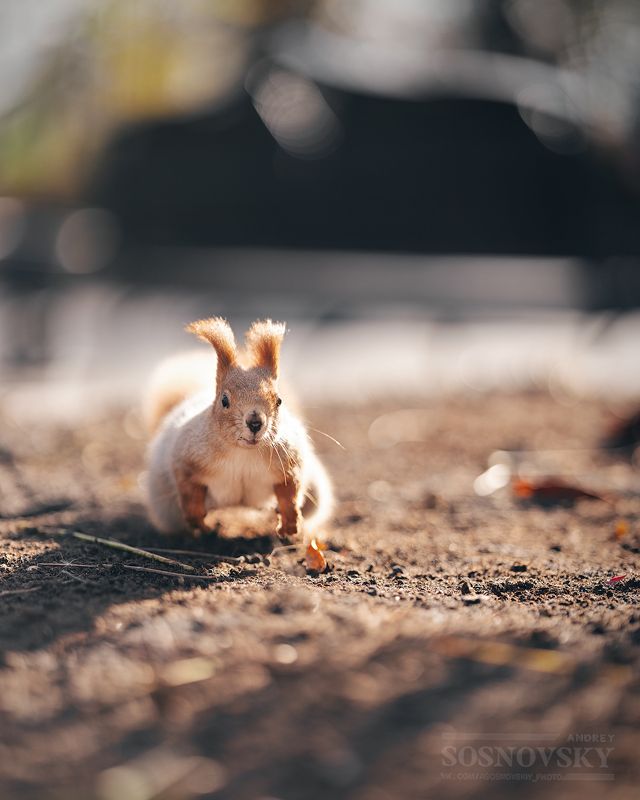 Запасливая добытчицаphoto preview