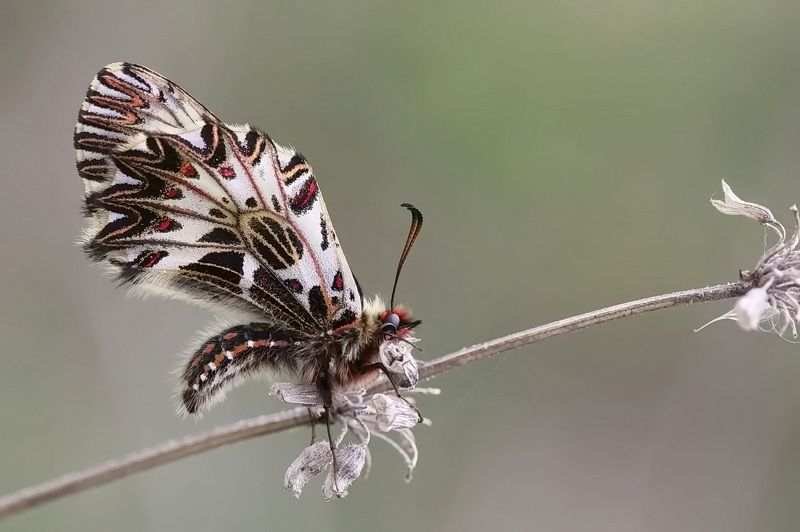 *** фото превью