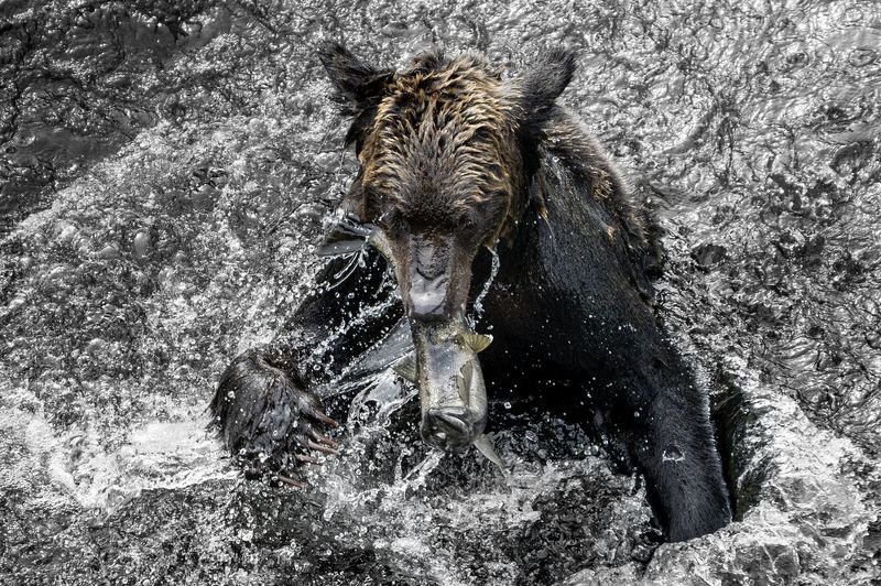 bear, wildlife, Riverphoto preview