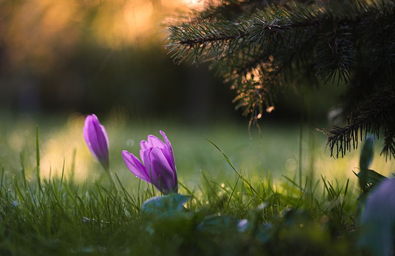 осень крокусы Торбеево Осенние цветы... фото превью