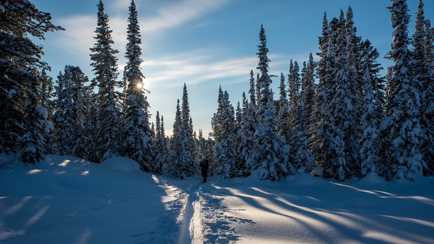 ергаки, поляна, светлое, снег, зима, ели, кедры, Юрий Мальцев
