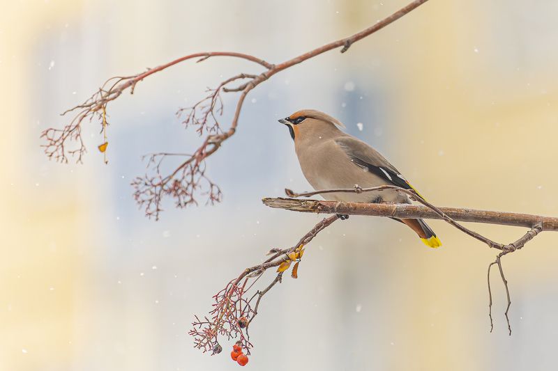 птицы, свиристель, рябина, снег, первый снег Первый снег. Свиристельphoto preview