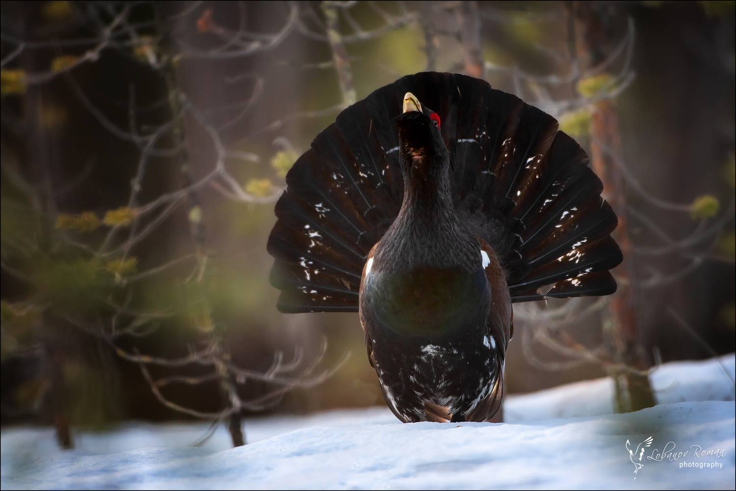 * * *. Автор: Лобанов Роман , Лобанов Роман