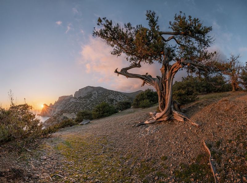 крым, новый свет, можжевеловая роща, закат, январь Танцы на закатеphoto preview